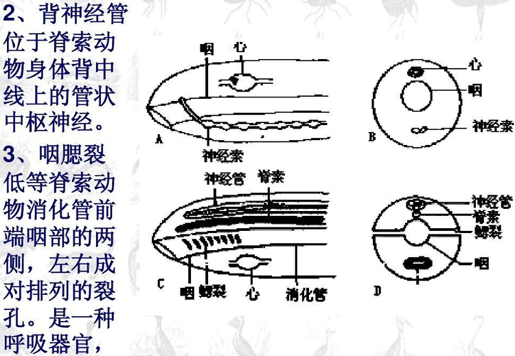 脊索动物门