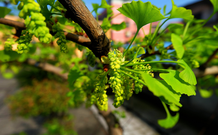 银杏