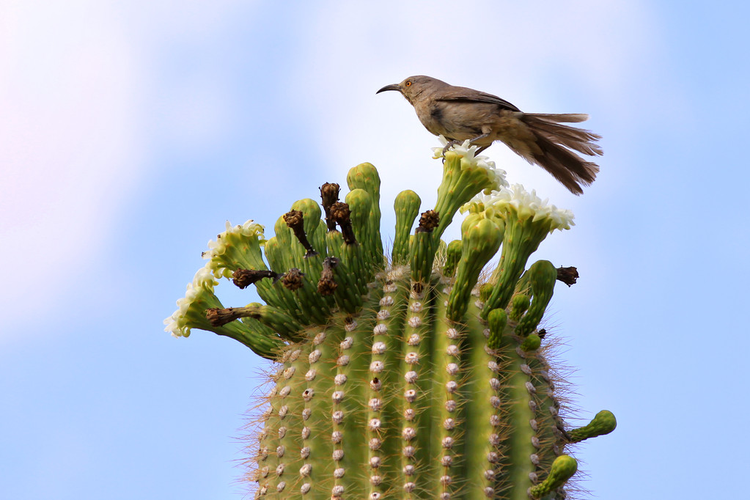 仙人掌上的一只鸟Single bird on Cactus