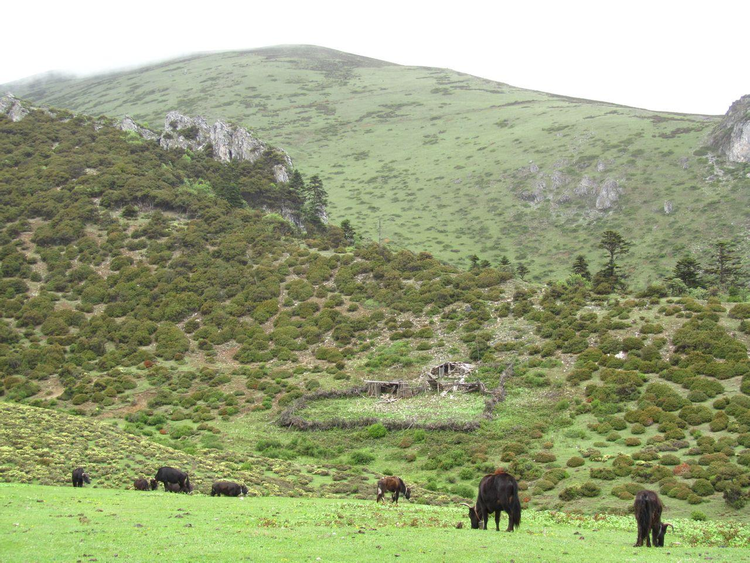 瓦卡镇