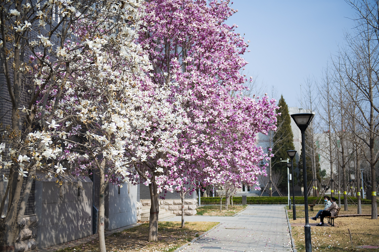 北京石油化工学院春花.jpeg