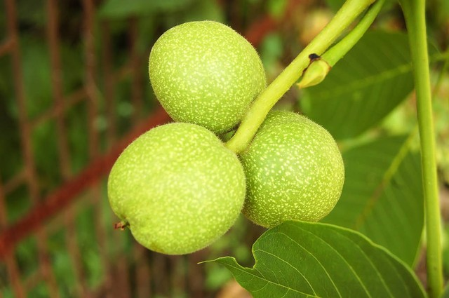 果实核桃树(胡桃楸)Walnut tree (Juglans regia) with fruit
