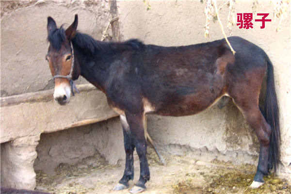 骡