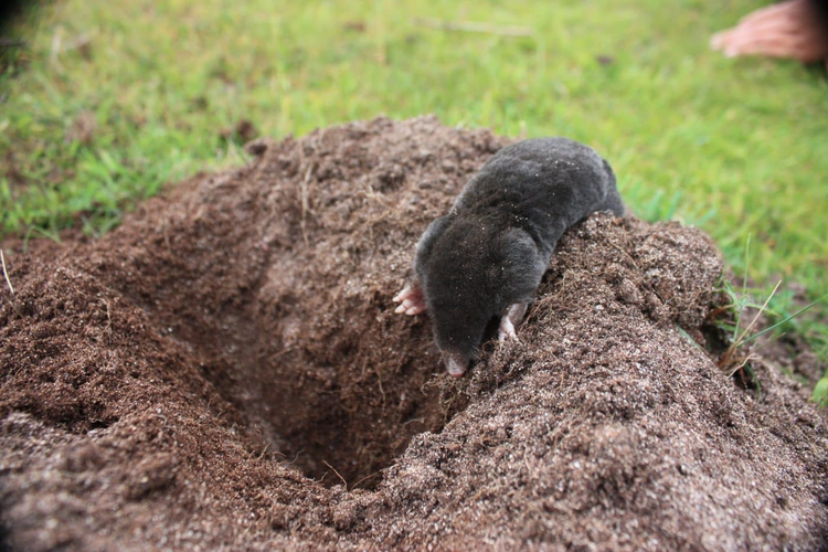 young-mole-at-137-3rd-July09-20-1400x933.jpeg