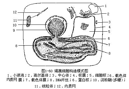 褐藻门