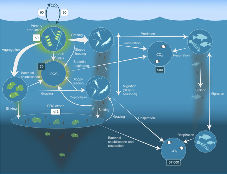 海洋碳汇示意图.png