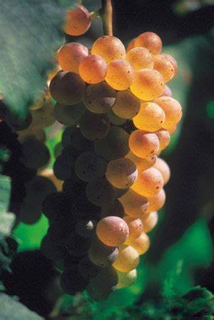 勃艮第葡萄酒产区