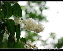 八大关景观图集（1）