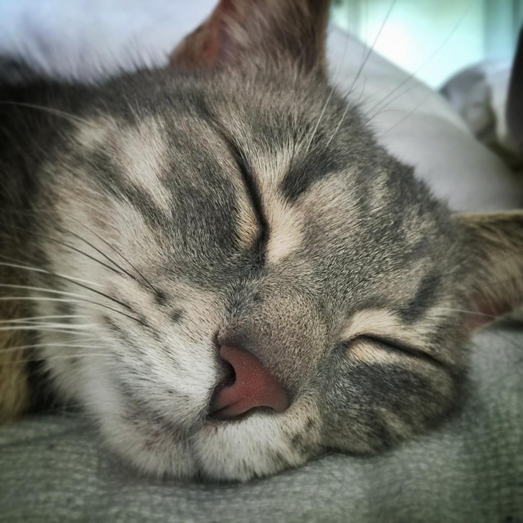 虎斑猫