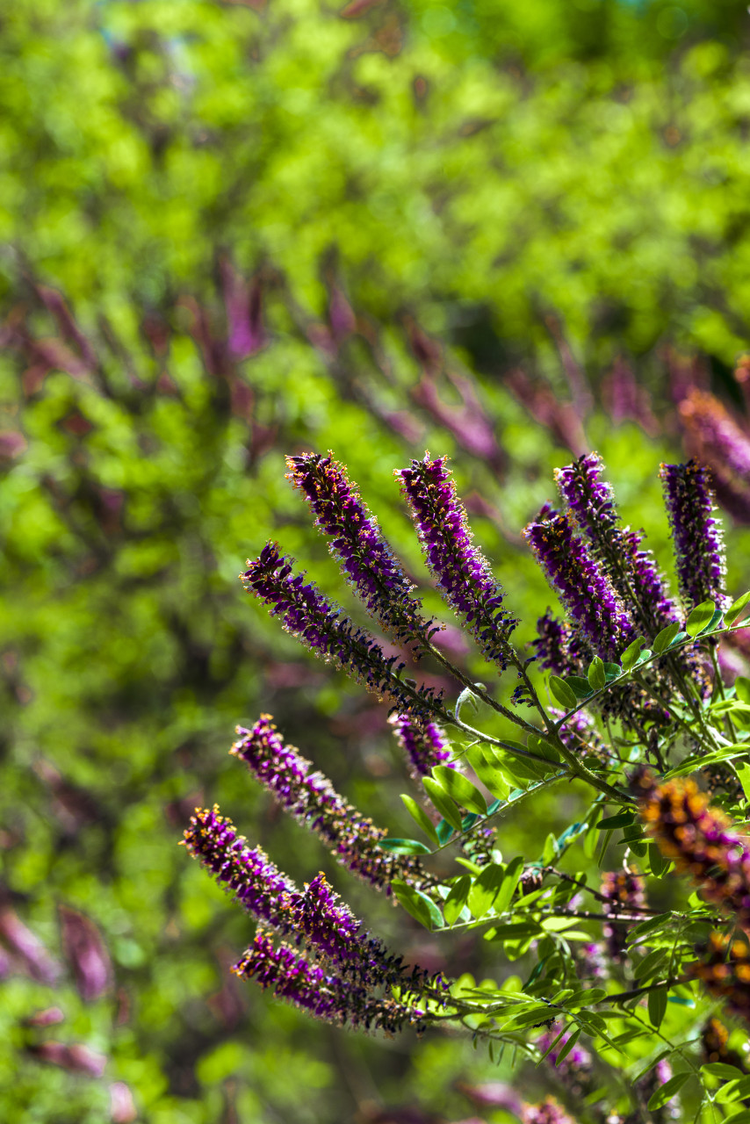 夏季紫穗槐