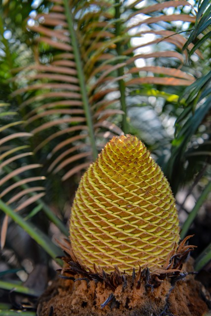 禄劝彝族苗族自治县