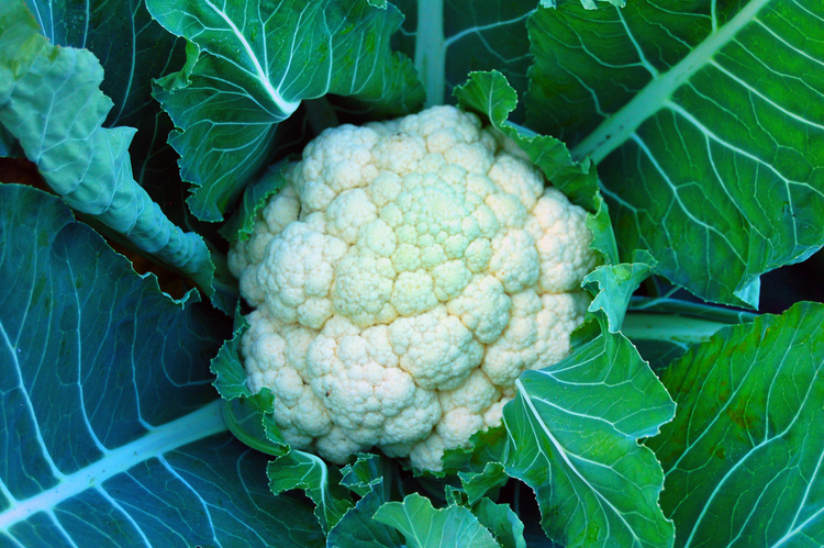 花椰菜cauliflower