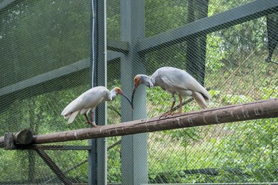 秦岭野生动物园