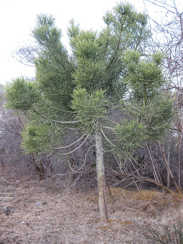 绿玉树，作者：Farenj.jpg