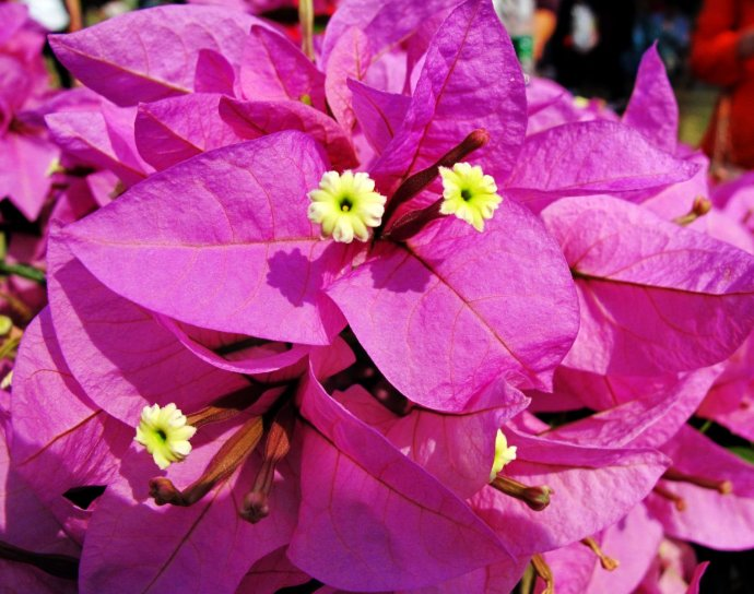 叶子花属
