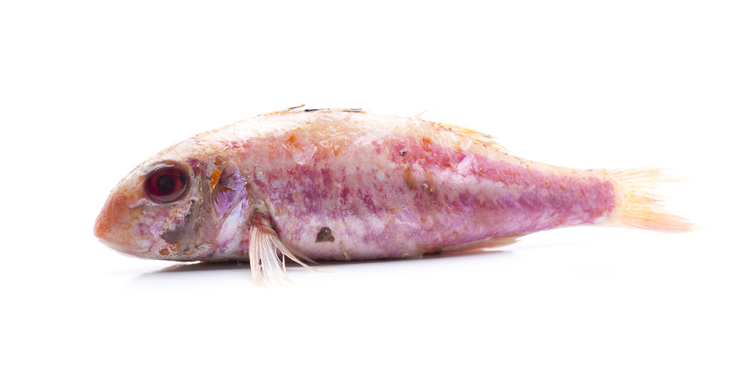 鲻鱼mullet
