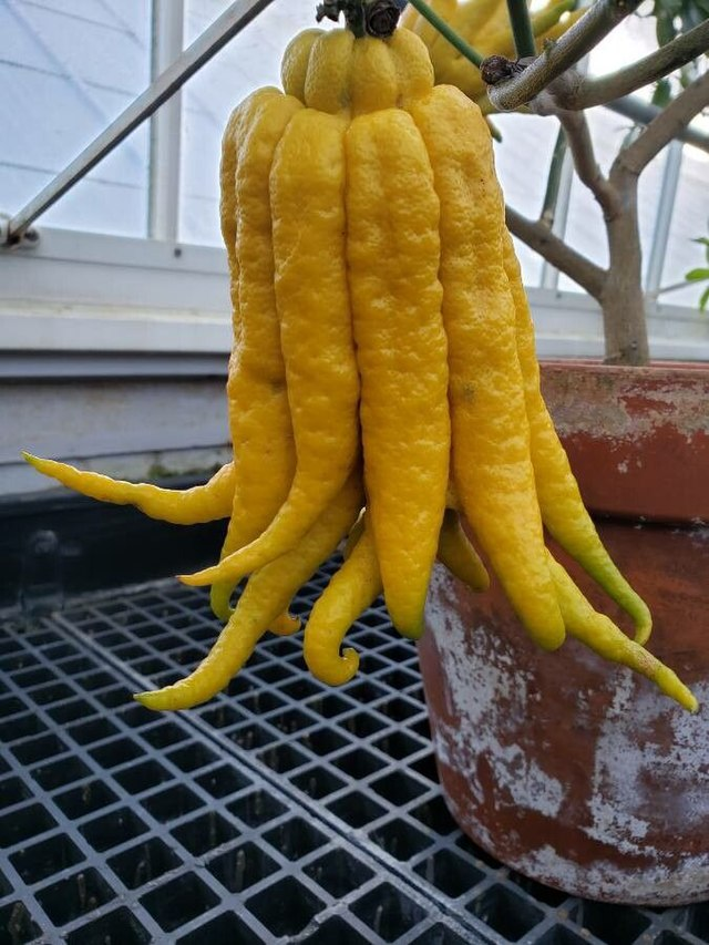 香橼