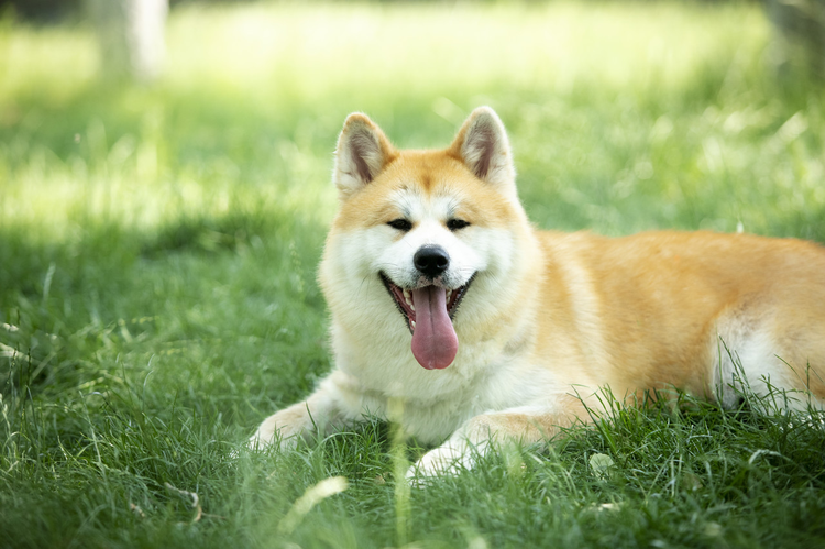 秋田犬