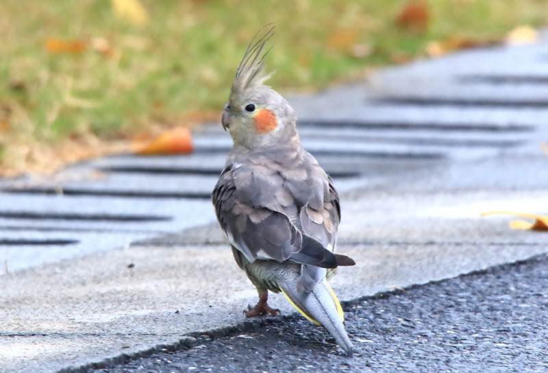鸡尾鹦鹉