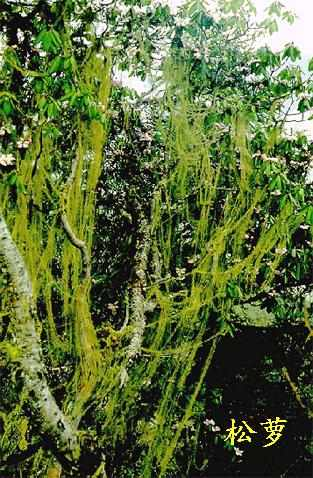 松萝