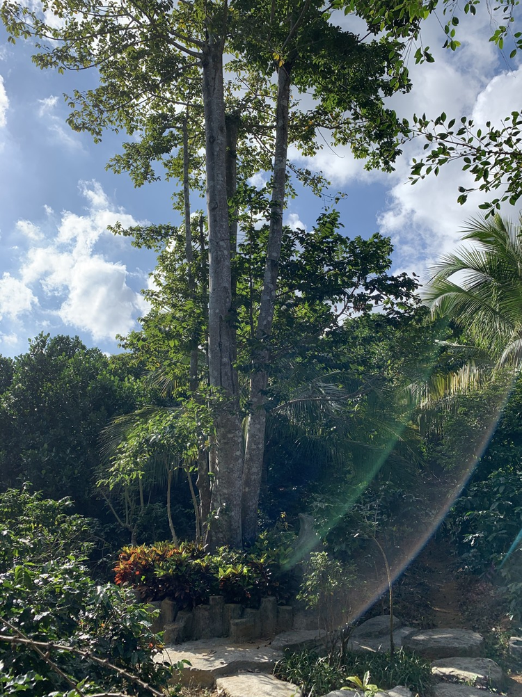 珍稀植物，见血封喉.jpeg