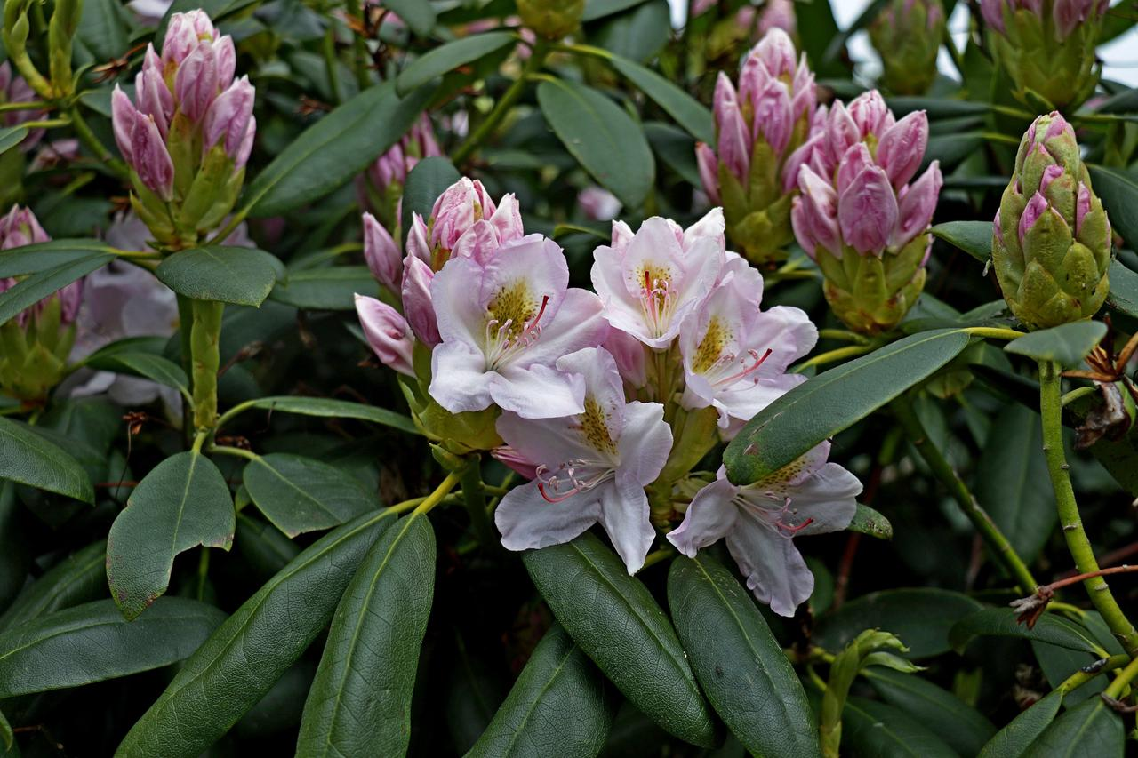 杜鹃花属