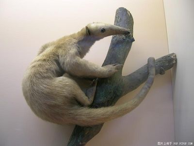 安德列斯长舌蝠属