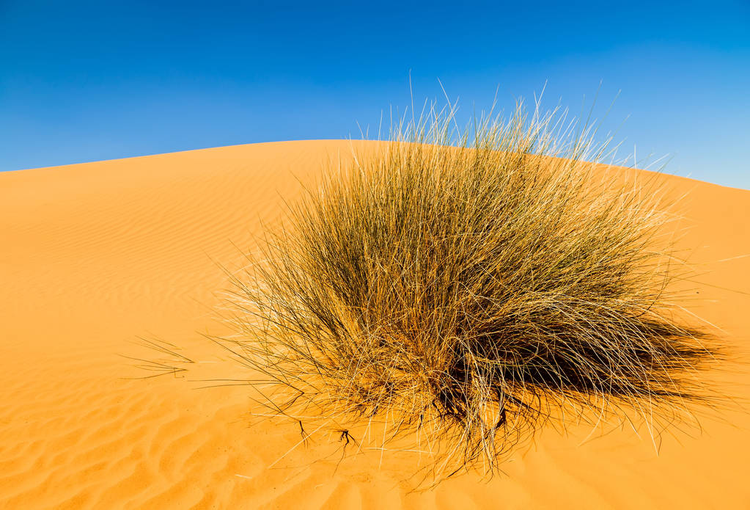 美丽的摩洛哥山区景观，森林中有干燥的灌木Beautiful Moroccan Mountain landscape with dry shrubs in foregro