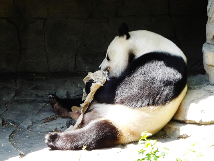 giant_panda_mammal_siamese_cat.jpg