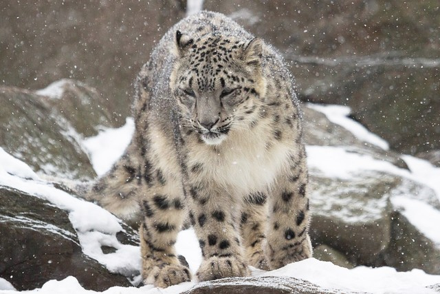 雪豹Snow Leopard