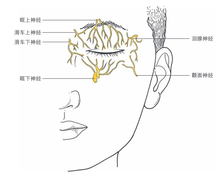 眼睑