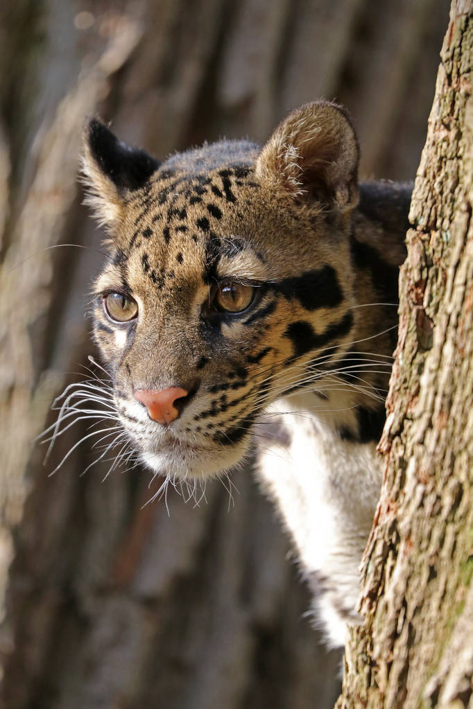 自然栖息地云豹画像clouded leopard portrait in natural habitat 