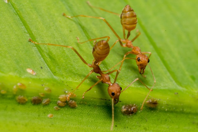 火蚁在香蕉叶上相遇fire ants meeting on banana leaf