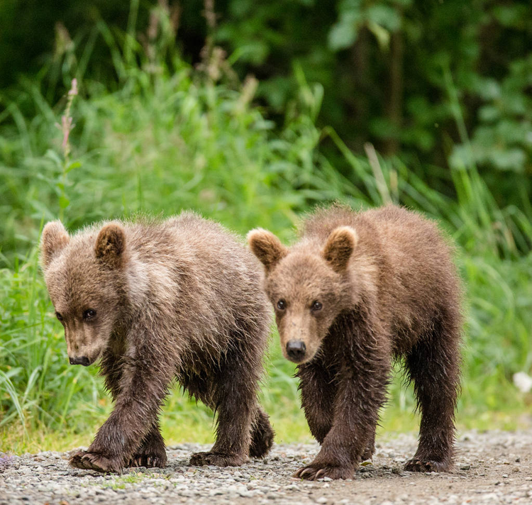 棕熊幼崽沿着小路前行brown bear cubs goes along path.jpeg