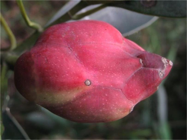 峨眉拟单性木兰