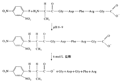 氨基酸