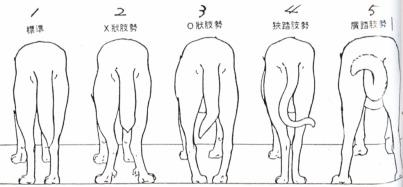 台湾犬