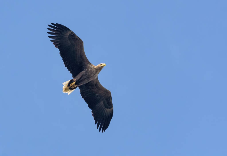 成年白尾鹰（白色哈利亚特）展翅展尾，翱翔于蓝天