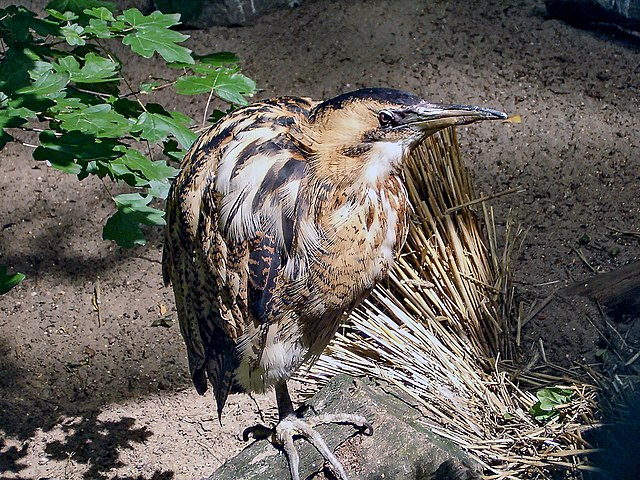 大麻鳽