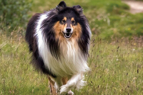 苏格兰牧羊犬