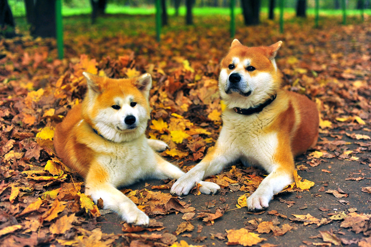 秋田犬