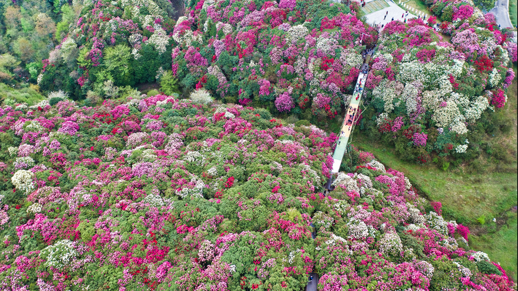 航拍贵州毕节百里杜鹃景区，太美了