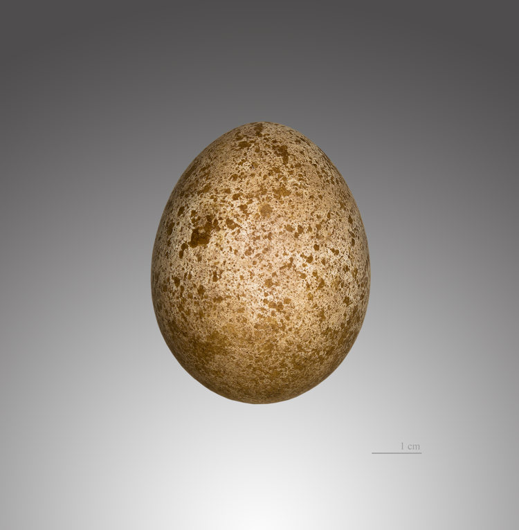 Faucon_sacre_MHNT (1).jpeg
