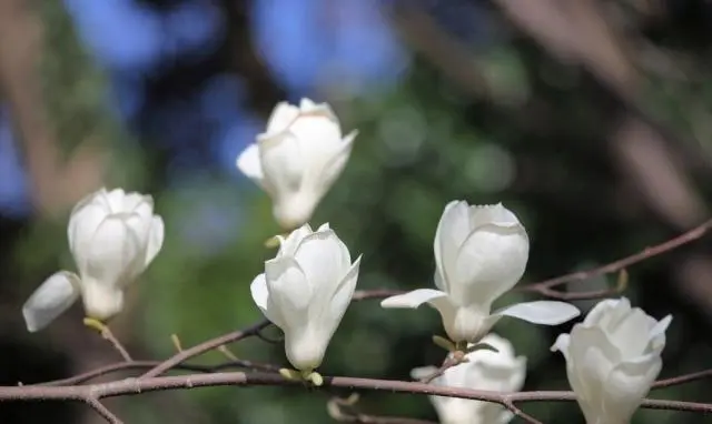雅鲁藏布大峡谷