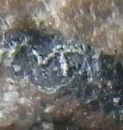 大型强子对撞机