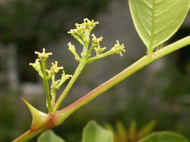 花椒