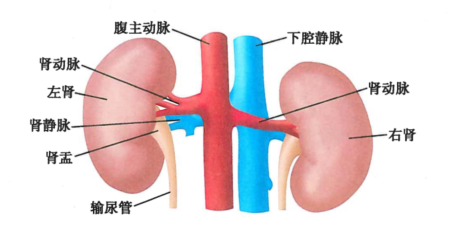 肾脏