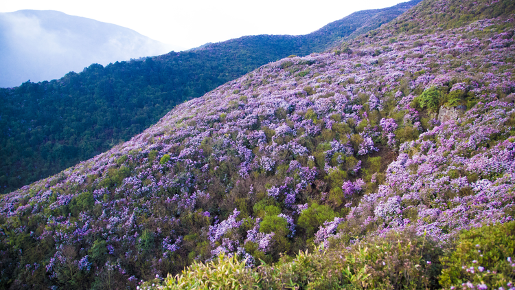 乌蒙大草原矮脚杜鹃花海.jpeg