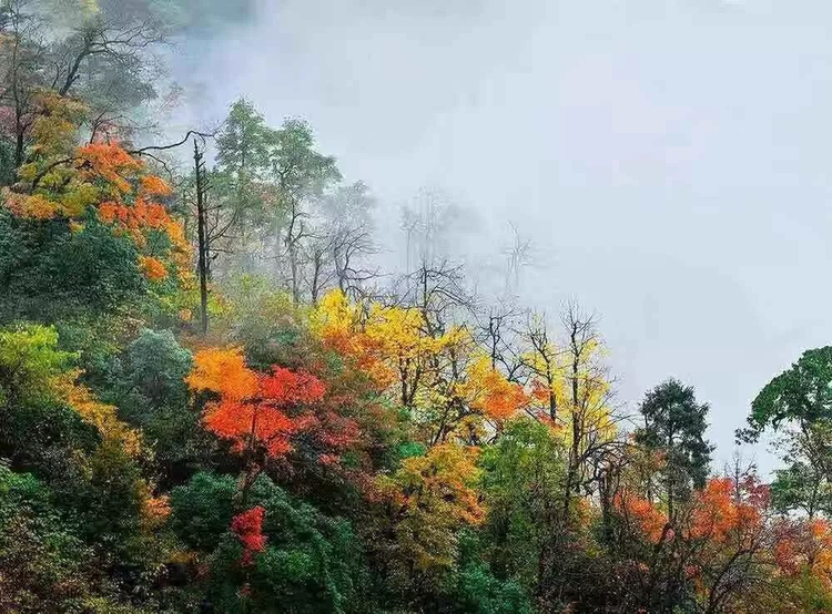 瓦屋山红叶.jpeg