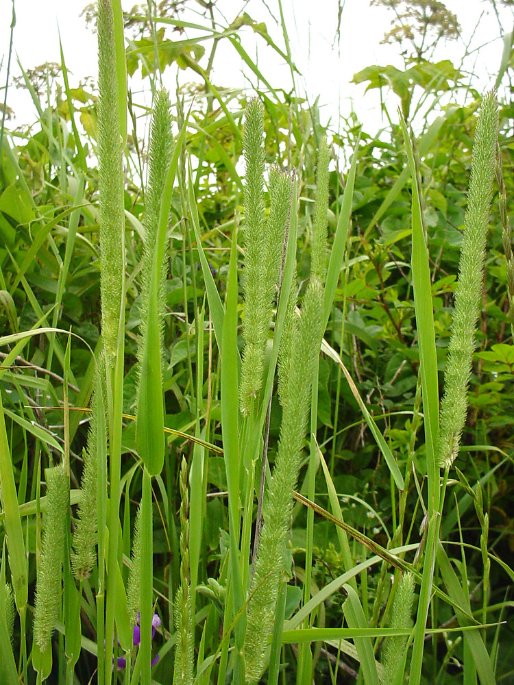 梯牧草